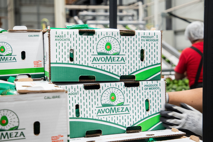 Árboles de aguacate